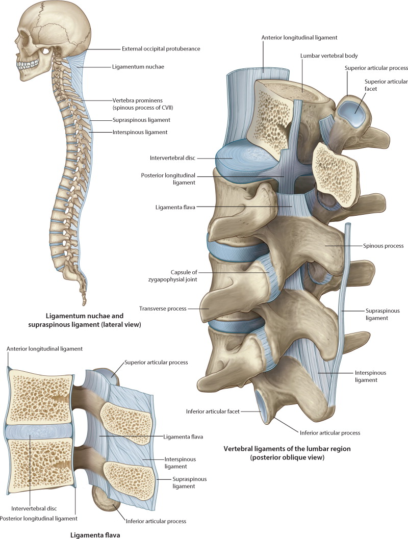 spinal cord anatomy (2).jpg